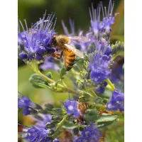 Buch - Bienenschätze v. Gertraud Heidinger